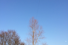 Silver Birch